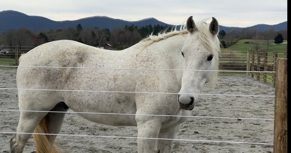 Ultimate Guide to Designing Your Ideal Horse Stable With the Cameo™ Horse Fence System