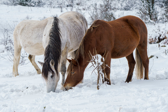 horses grazing in winter