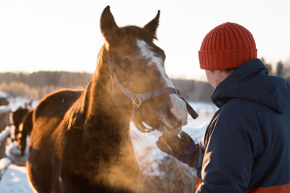 man feeding horse in winter