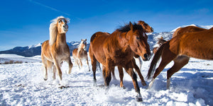 Winter Turnout Safety with the Cameo™ Horse Fence System